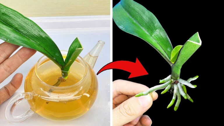 5 astuces pour faire revivre votre orchidée avec cette eau magique !