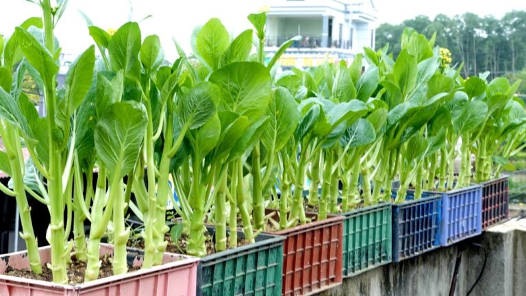 10 conseils pour cultiver des légumes savoureux et sains à essayer absolument !