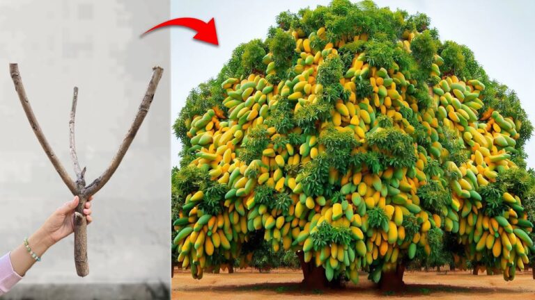 Marier 2 fruits : 5 astuces pour réussir le graftage mango et pomme !