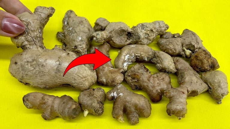 10 astuces surprenantes pour transformer vos gingembres flétris en trésor !