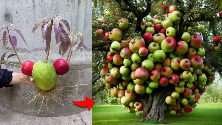 Mélangez 2 fruits et boostez votre récolte avec cette astuce à base d&rsquo;aloe vera !