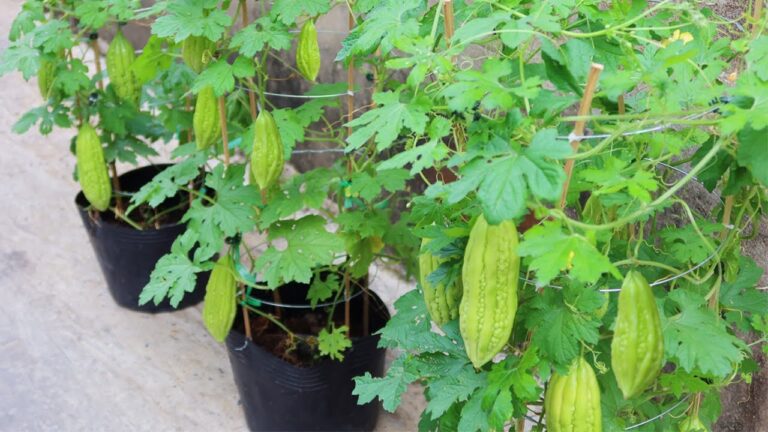 7 astuces pour cultiver facilement du melon amer à partir de graines !