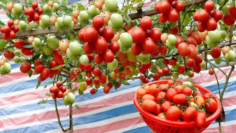 5 Astuces pour Cultiver des Tomates Faciles et Rentables dans votre Jardin