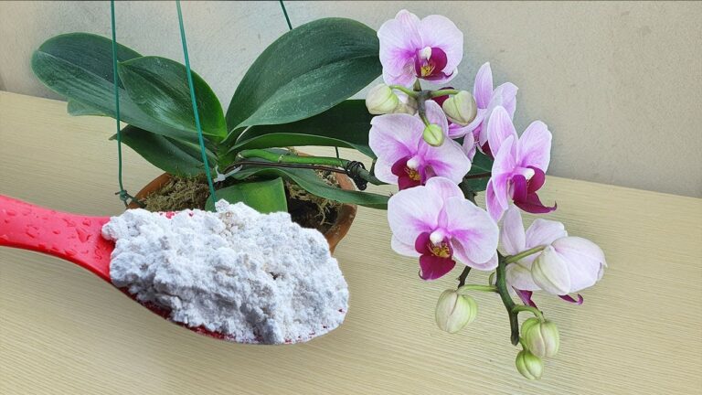 Ravivez vos orchidées en 3 étapes avec cette poudre magique révélée !