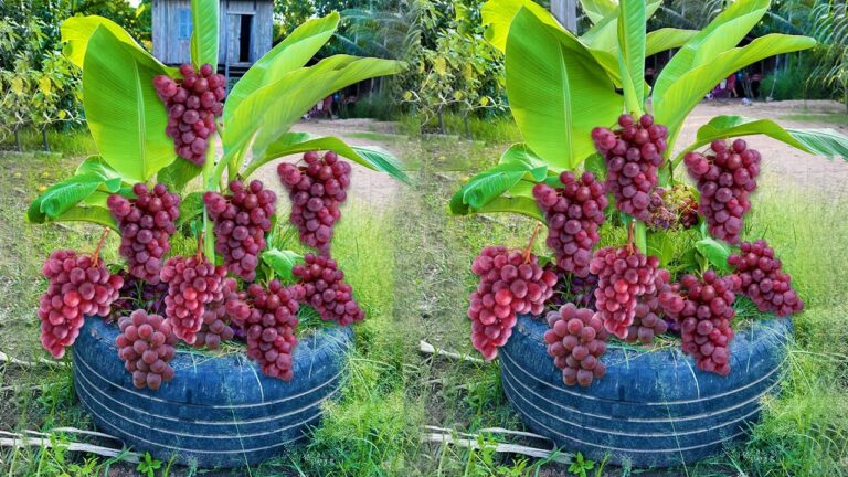 Propager 2 fois plus de fruits : Graft votre bananier avec des raisins !