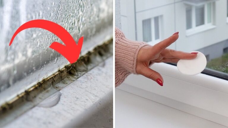 Éliminez la moisissure : 5 astuces efficaces pour des fenêtres immaculées !