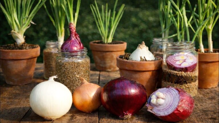 Cultivez vos propres oignons ! 5 astuces incontournables pour un jardin réussi
