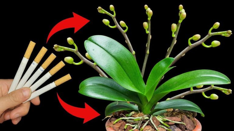 Faites pousser 5x plus de fleurs sur vos orchidées avec cette astuce simple !