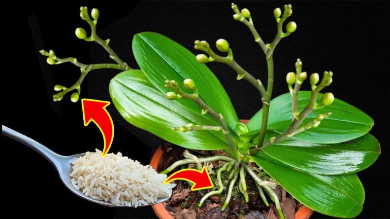 Faites pousser vos orchidées 500% plus vite avec une seule cuillère magique !