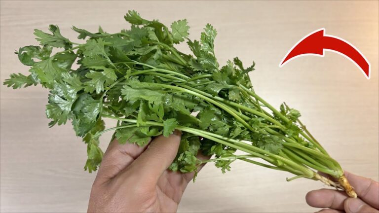 Conservez votre coriandre fraîche pendant 1 an avec cette méthode simple et efficace !