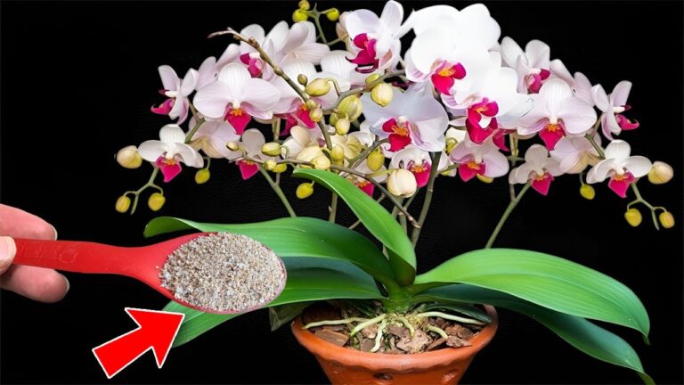 Faites pousser vos orchidées 500% plus vite avec cette astuce !