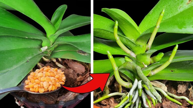 1 cuillère pour faire fleurir votre orchidée toute l&rsquo;année !