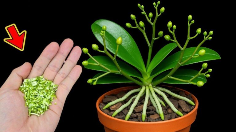1 Cuillère pour faire fleurir même l&rsquo;orchidée la plus faible en 7 jours !