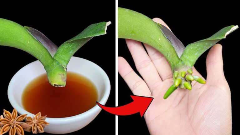 Faites fleurir vos orchidées : 5 astuces pour des racines rapides et robustes