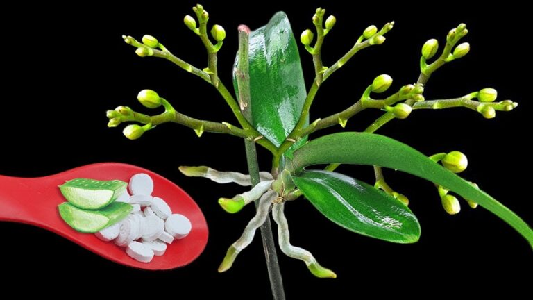 5 astuces pour faire fleurir votre orchidée toute l&rsquo;année !