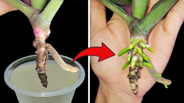 5 astuces magiques pour redonner vie à vos orchidées rapidement !