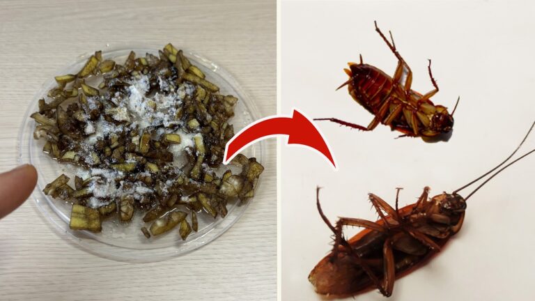Éliminez 10 insectes nuisibles avec ce remède naturel et efficace !