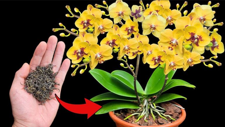 5 astuces pour faire fleurir vos orchidées rapidement et facilement !