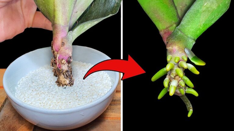 3 astuces pour faire pousser des racines sur vos orchidées rapidement et facilement