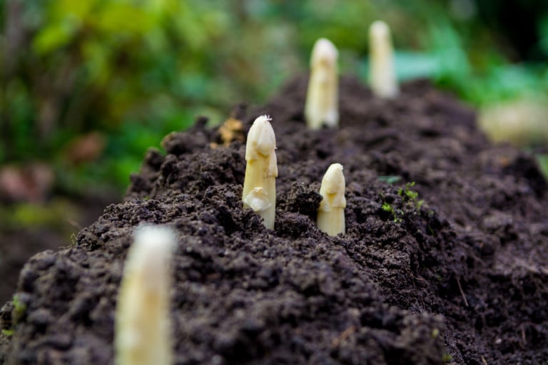 10 Travaux de Jardinage à Faire en Avril – Préparons Nos Plantes !
