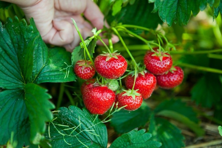 7 secrets pour une récolte de fraises exceptionnelle chaque année