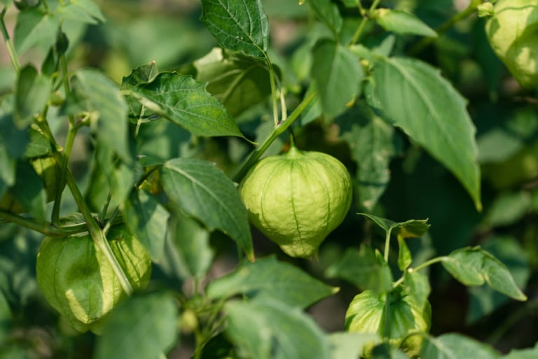 Comment cultiver des tomatillos : 200 fruits par plant !