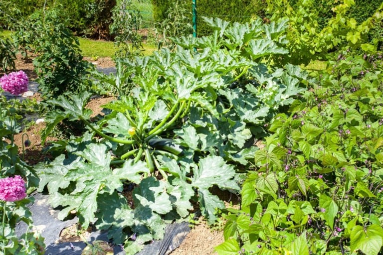 10 plantes compagnes pour les courgettes et 2 à éviter absolument